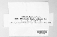 Diplodia tephrostoma image